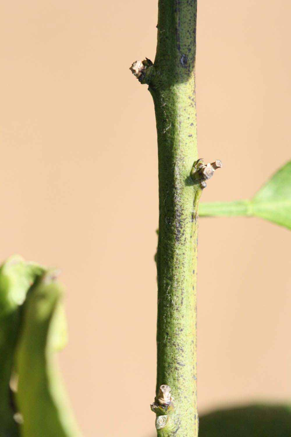              First year twig (Riverside, CA)       